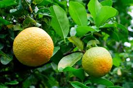 La fête de l'orange à Punaauia La fête de l'orange à Punaauia