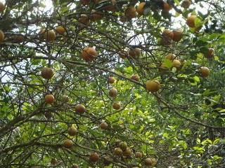 La montagne luxuriante de Tahiti et ses randonnées La montagne luxuriante de Tahiti et ses randonnées