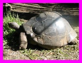 Le tour de l'île de Tahiti de Papeete au Marae de Arahurahu côte ouest Le tour de l'île de Tahiti de Papeete au Marae de Arahurahu côte ouest