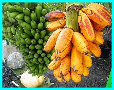 Les fruits, les légumes et plantes de Tahiti et ses îles