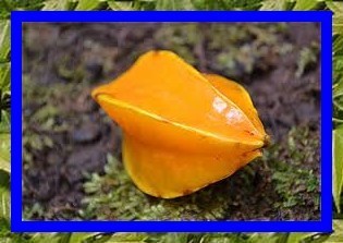 Les fruits, les légumes et plantes de Tahiti et ses îles Les fruits, les légumes et plantes de Tahiti et ses îles