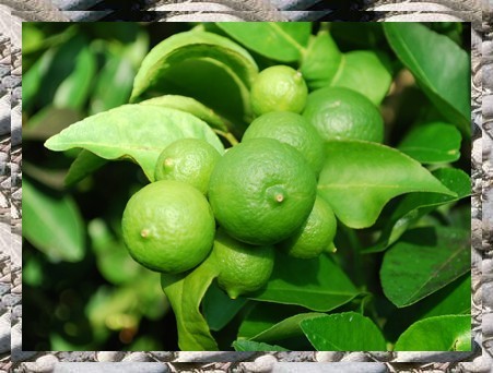 Les fruits, les légumes et plantes de Tahiti et ses îles