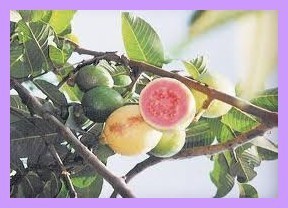 Les fruits, les légumes et plantes de Tahiti et ses îles Les fruits, les légumes et plantes de Tahiti et ses îles