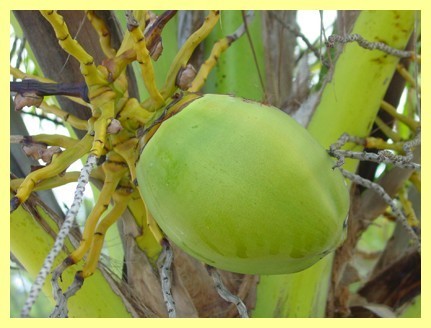 Les fruits, les légumes et plantes de Tahiti et ses îles