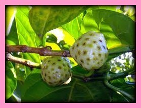 Les fruits, les légumes et plantes de Tahiti et ses îles