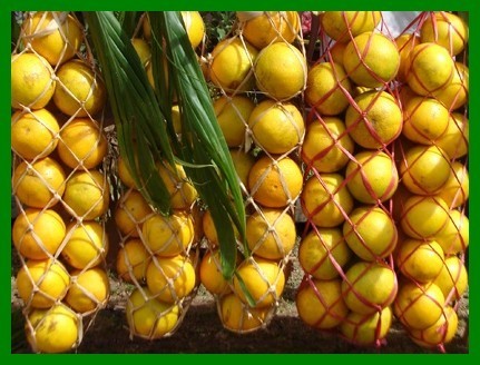 Les fruits, les légumes et plantes de Tahiti et ses îles