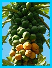 Les fruits, les légumes et plantes de Tahiti et ses îles Les fruits, les légumes et plantes de Tahiti et ses îles