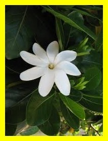 Les fruits, les légumes et plantes de Tahiti et ses îles Les fruits, les légumes et plantes de Tahiti et ses îles