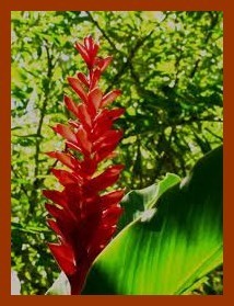 Les fruits, les légumes et plantes de Tahiti et ses îles Les fruits, les légumes et plantes de Tahiti et ses îles