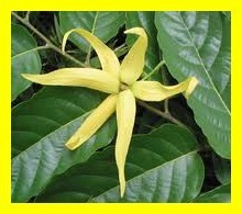 Les fruits, les légumes et plantes de Tahiti et ses îles Les fruits, les légumes et plantes de Tahiti et ses îles