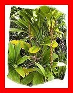 Les fruits, les légumes et plantes de Tahiti et ses îles Les fruits, les légumes et plantes de Tahiti et ses îles