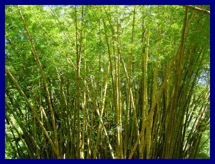 Les fruits, les légumes et plantes de Tahiti et ses îles Les fruits, les légumes et plantes de Tahiti et ses îles