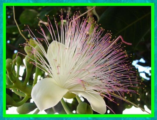 Les fruit, légumes et fleurs de Tahiti et ses îles (suite)