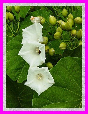 Les fruit, légumes et fleurs de Tahiti et ses îles (suite) Les fruit, légumes et fleurs de Tahiti et ses îles (suite)