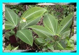 Les fruit, légumes et fleurs de Tahiti et ses îles (suite)