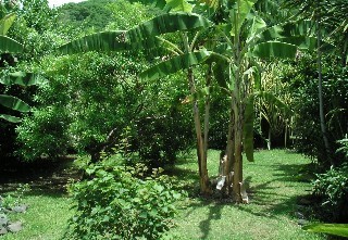 Jardin de la pension de la plage