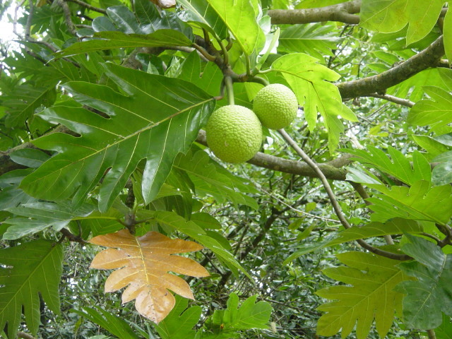 Festival du fruit de l’arbre à pain