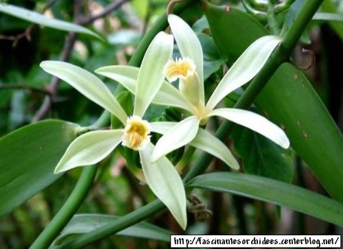 La vanille de Tahiti (Tahitian vanilla)