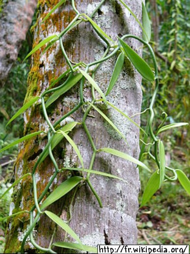 La vanille de Tahiti (Tahitian vanilla)