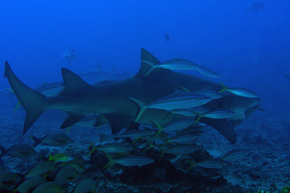 Suite de de la plongée sur le site de la vallée blanche, la vallée des requins
