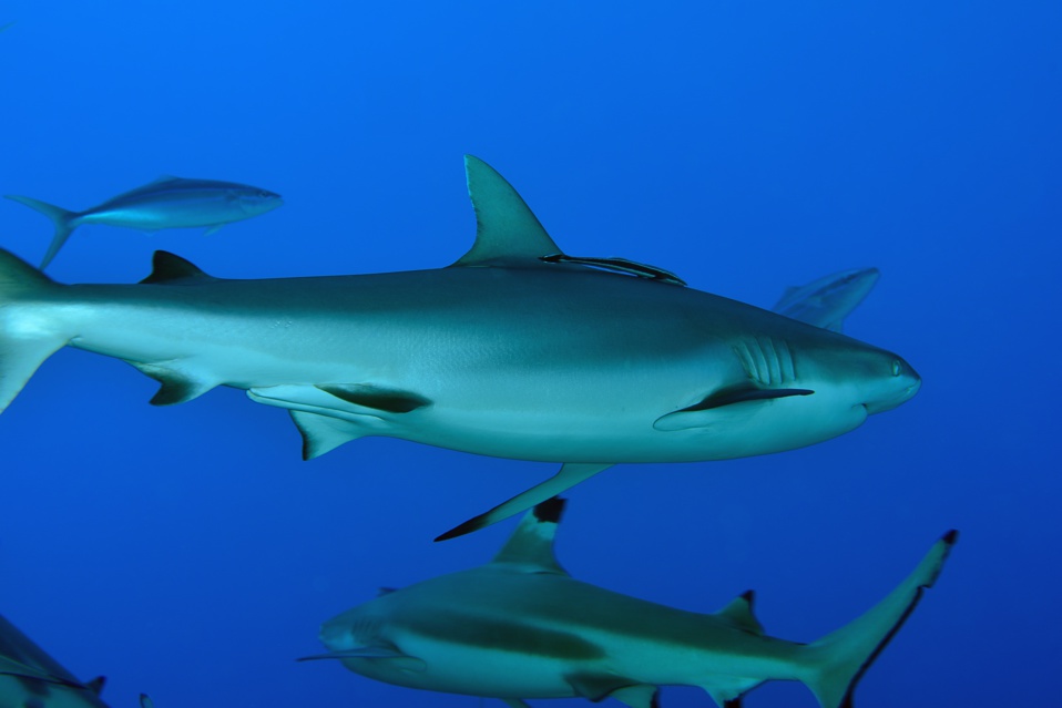 Suite de de la plongée sur le site de la vallée blanche, la vallée des requins