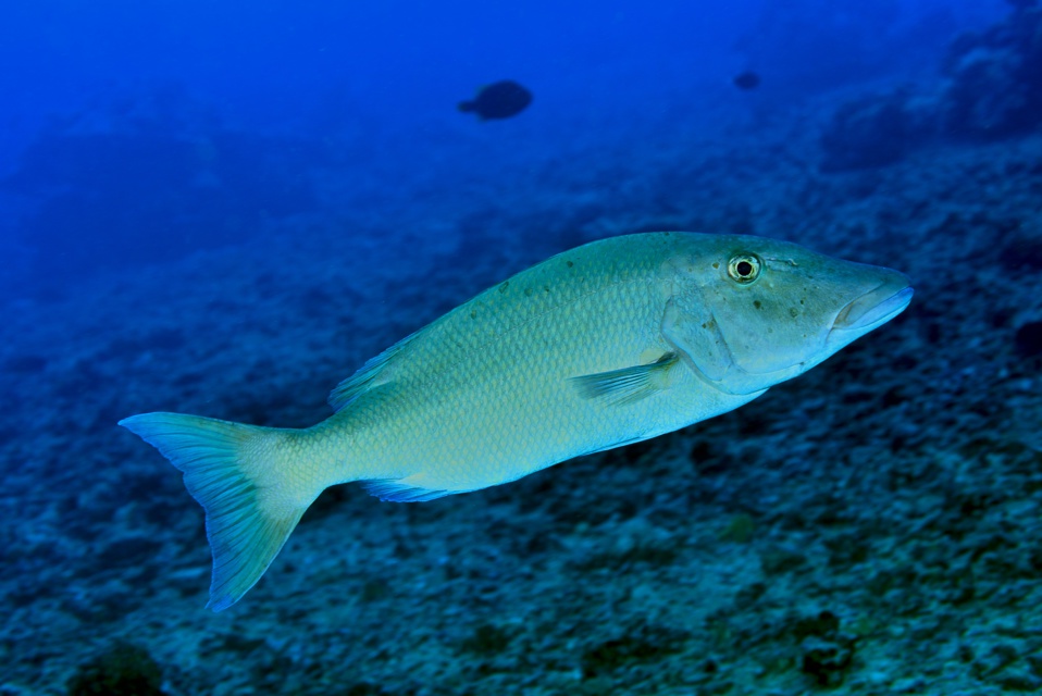 Suite de de la plongée sur le site de la vallée blanche, la vallée des requins