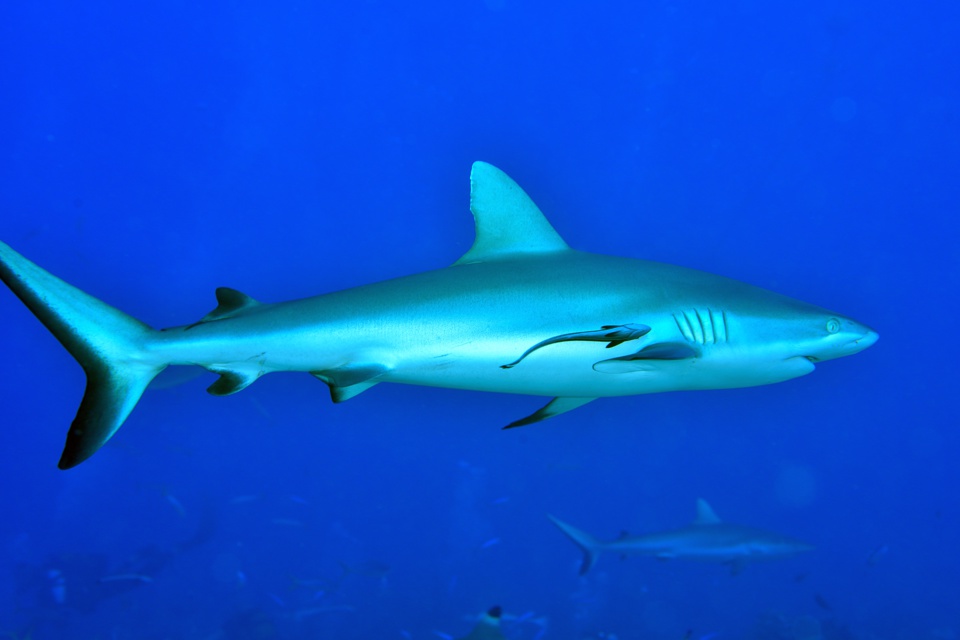 Suite de de la plongée sur le site de la vallée blanche, la vallée des requins