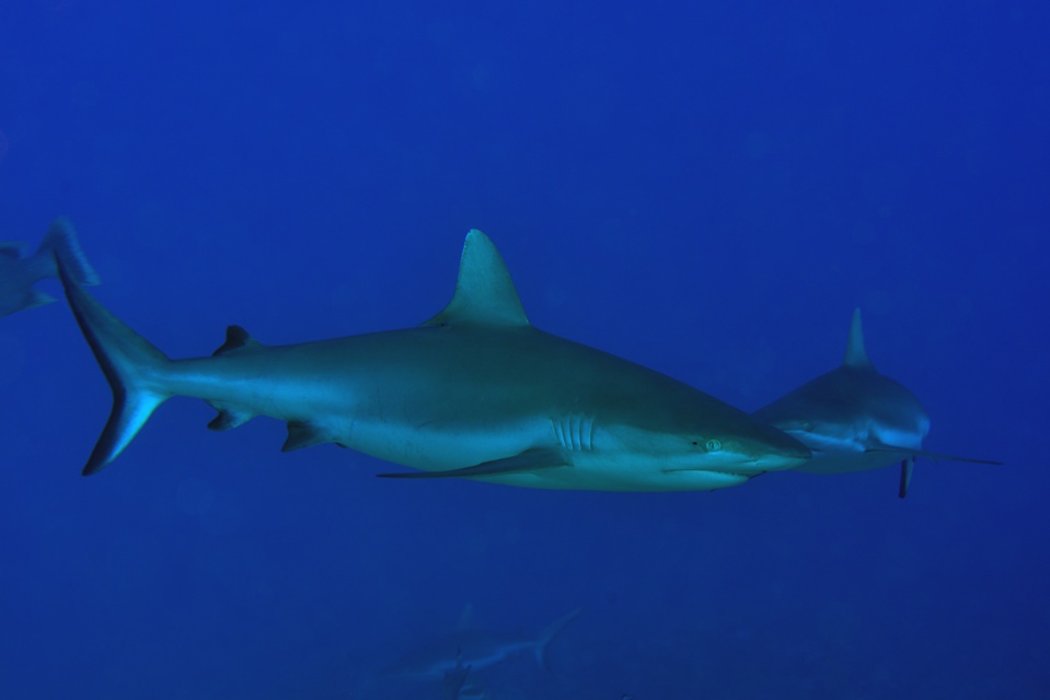 Suite de de la plongée sur le site de la vallée blanche, la vallée des requins