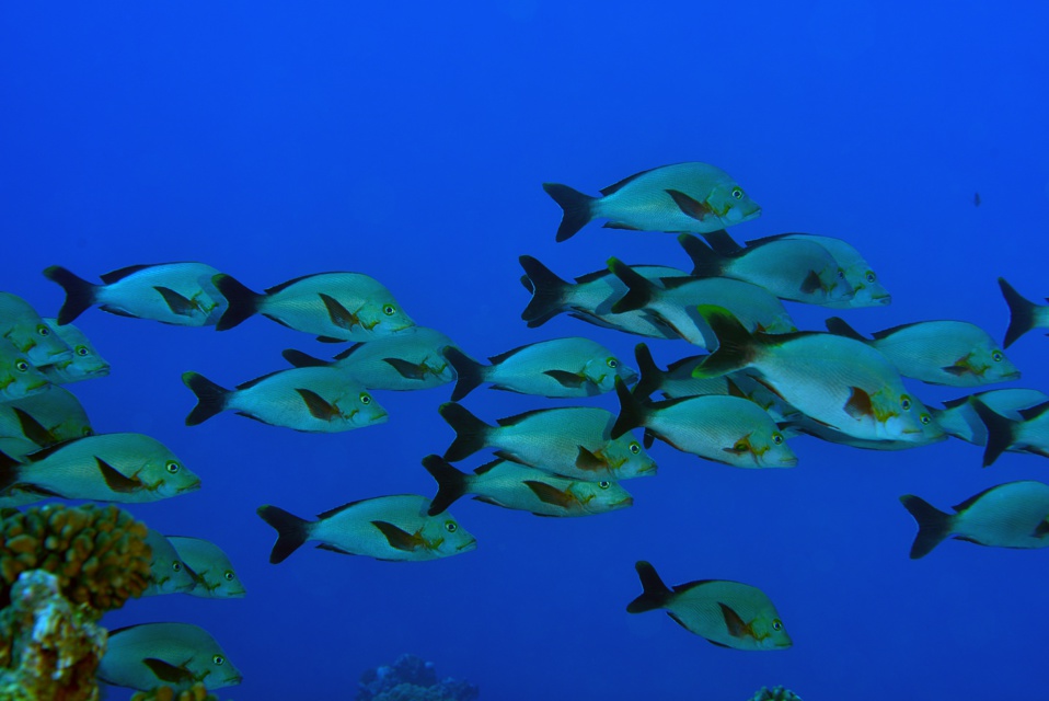 Suite de de la plongée sur le site de la vallée blanche, la vallée des requins