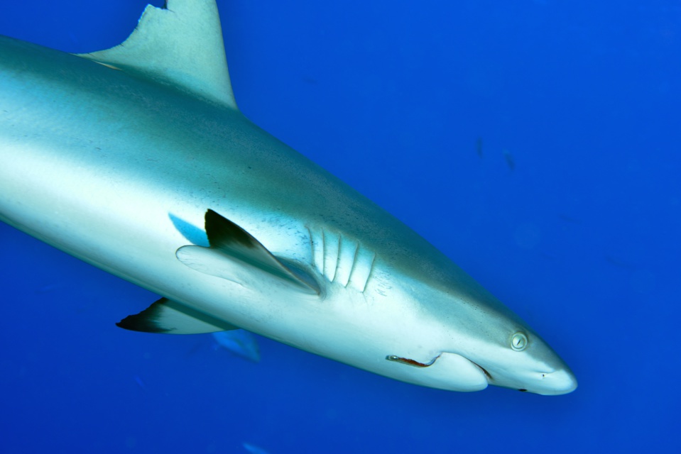 Suite de de la plongée sur le site de la vallée blanche, la vallée des requins