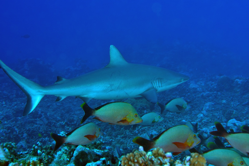 Suite de de la plongée sur le site de la vallée blanche, la vallée des requins