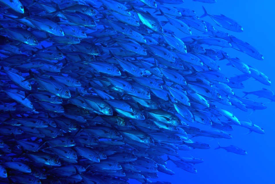 Suite de de la plongée sur le site de la vallée blanche, la vallée des requins