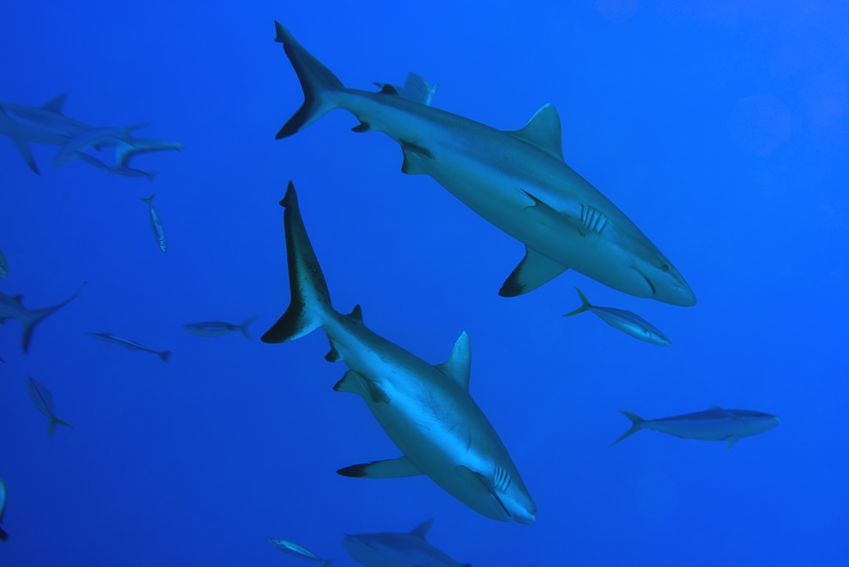 Suite de de la plongée sur le site de la vallée blanche, la vallée des requins