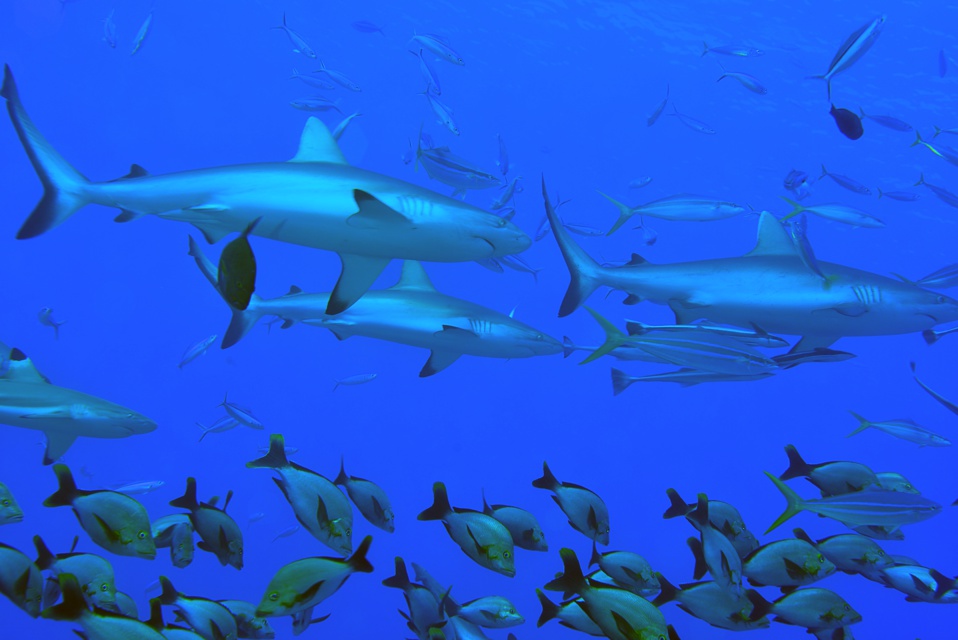 Suite de de la plongée sur le site de la vallée blanche, la vallée des requins