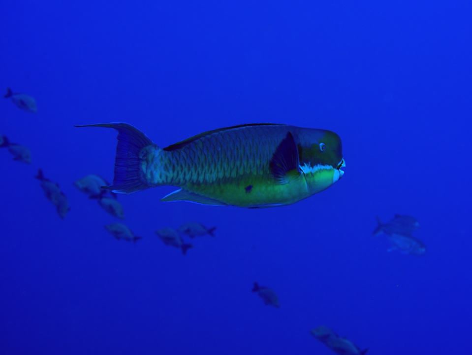 Suite de de la plongée sur le site de la vallée blanche, la vallée des requins