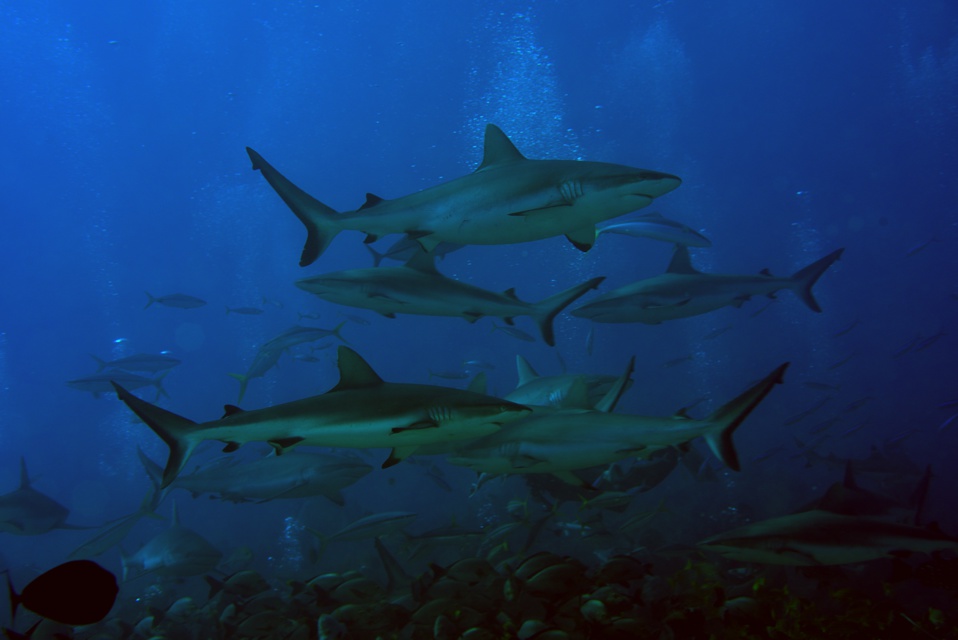 Suite de de la plongée sur le site de la vallée blanche, la vallée des requins