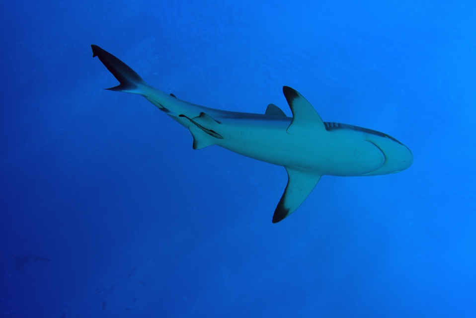 Suite de de la plongée sur le site de la vallée blanche, la vallée des requins