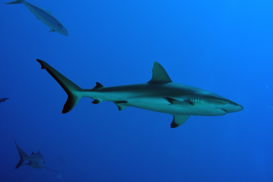 Suite de de la plongée sur le site de la vallée blanche, la vallée des requins