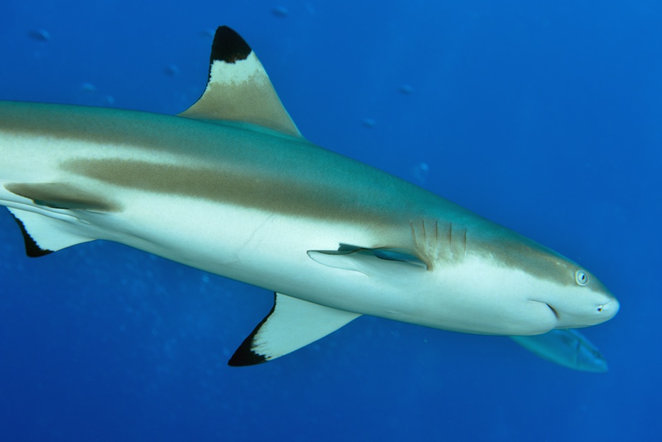 Suite de de la plongée sur le site de la vallée blanche, la vallée des requins