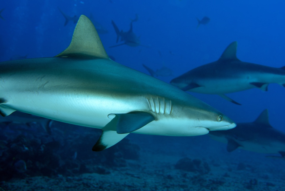 Suite de de la plongée sur le site de la vallée blanche, la vallée des requins