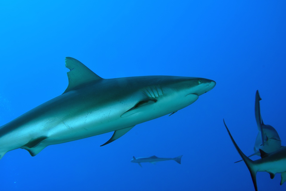 Suite de de la plongée sur le site de la vallée blanche, la vallée des requins