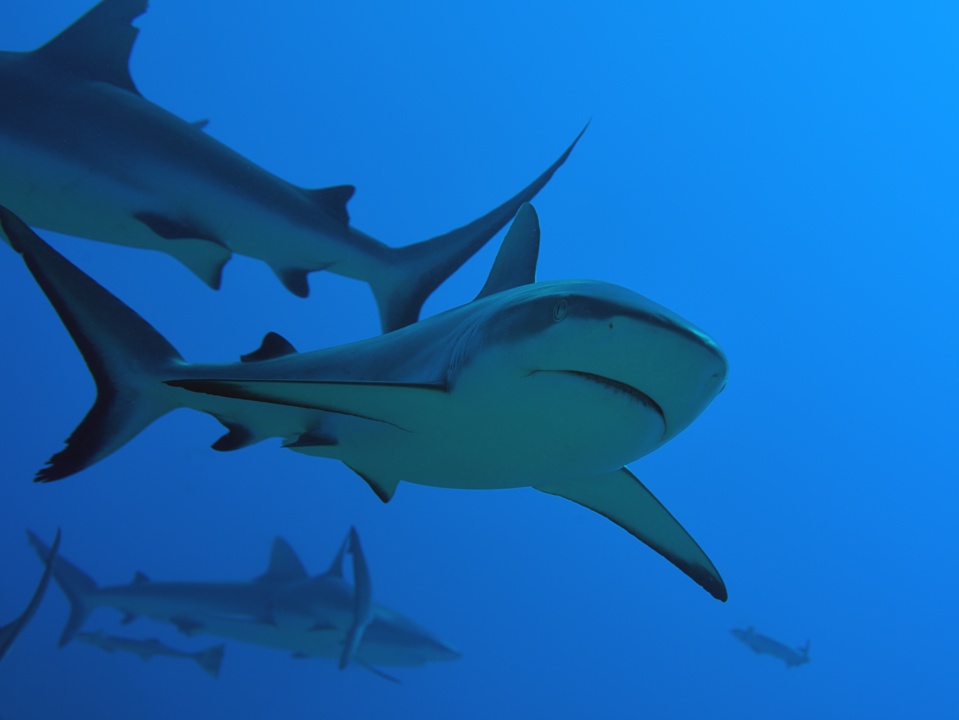 Suite de de la plongée sur le site de la vallée blanche, la vallée des requins
