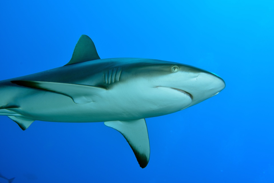 Suite de de la plongée sur le site de la vallée blanche, la vallée des requins