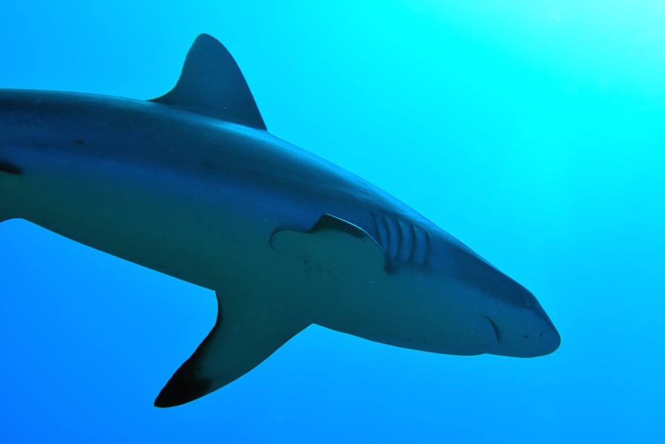 Suite de de la plongée sur le site de la vallée blanche, la vallée des requins