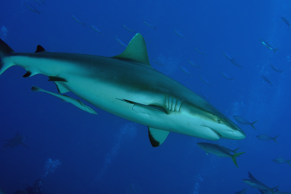 Suite de de la plongée sur le site de la vallée blanche, la vallée des requins