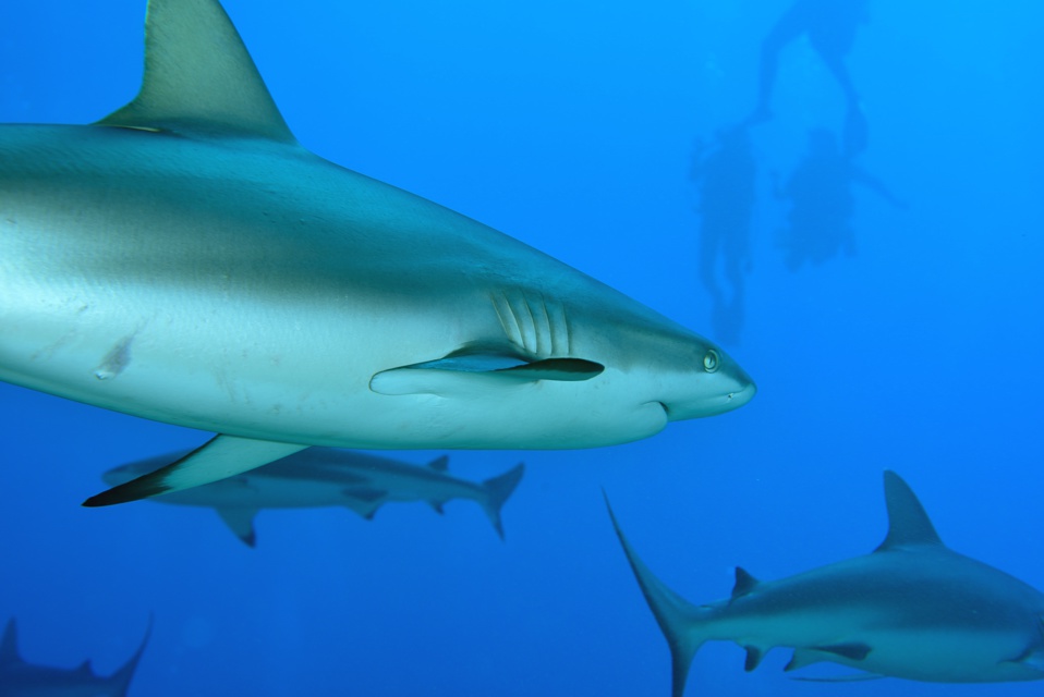 Suite de de la plongée sur le site de la vallée blanche, la vallée des requins