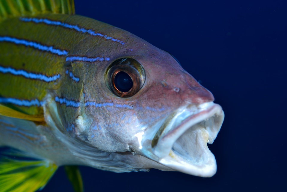 gracot@orange.fr gracot@orange.fr