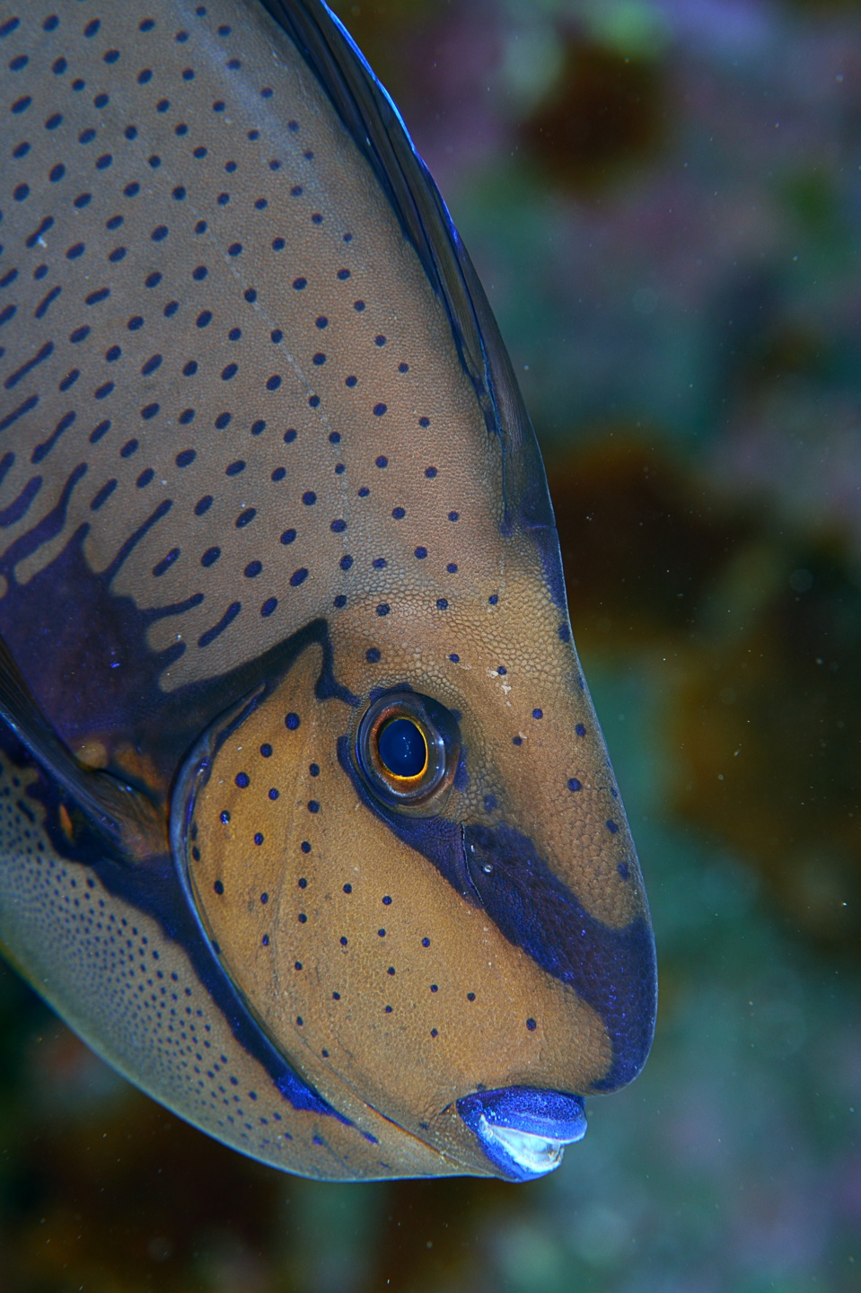 gracot@orange.fr gracot@orange.fr