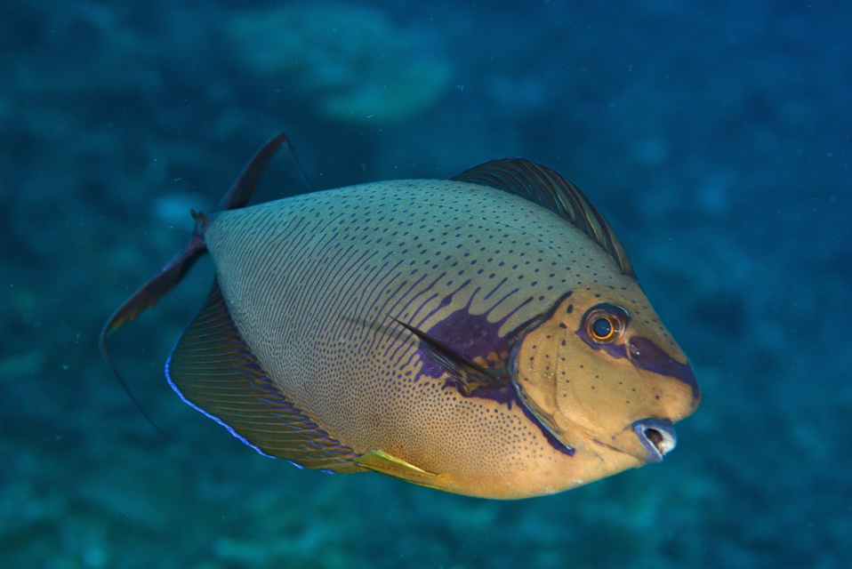 gracot@orange.fr gracot@orange.fr