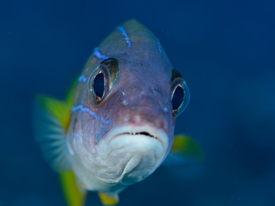 gracot@orange.fr gracot@orange.fr